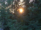 Back in Mich - Sunrise through the trees
